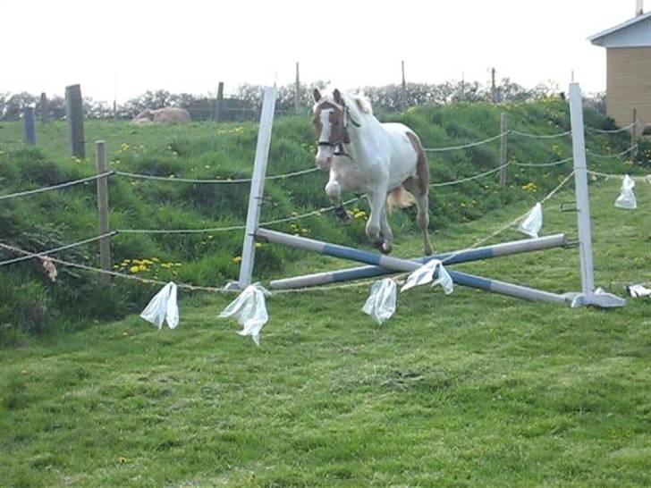 Pinto Damsgaards Caberè billede 14