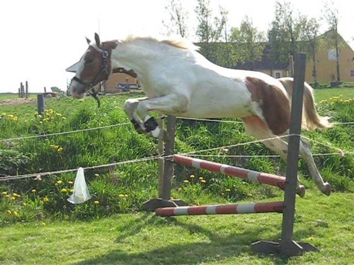 Pinto Damsgaards Caberè billede 15