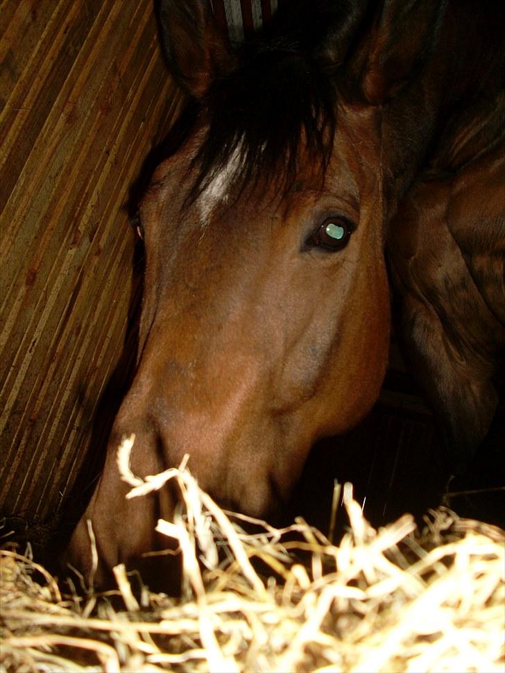 Oldenborg Sako billede 5