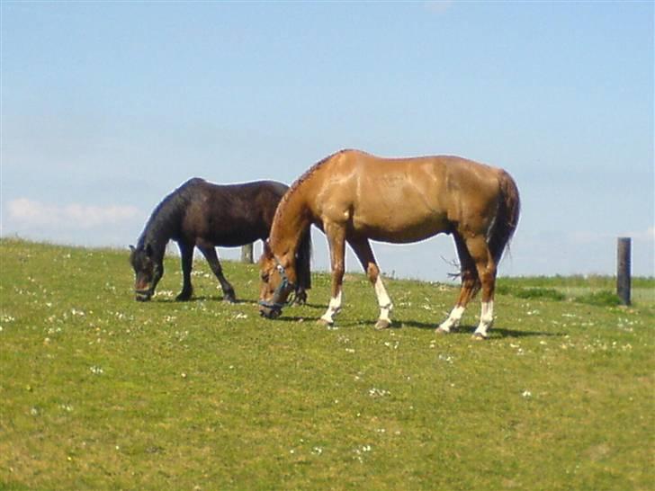 Dansk Varmblod Lamour / Standly billede 1