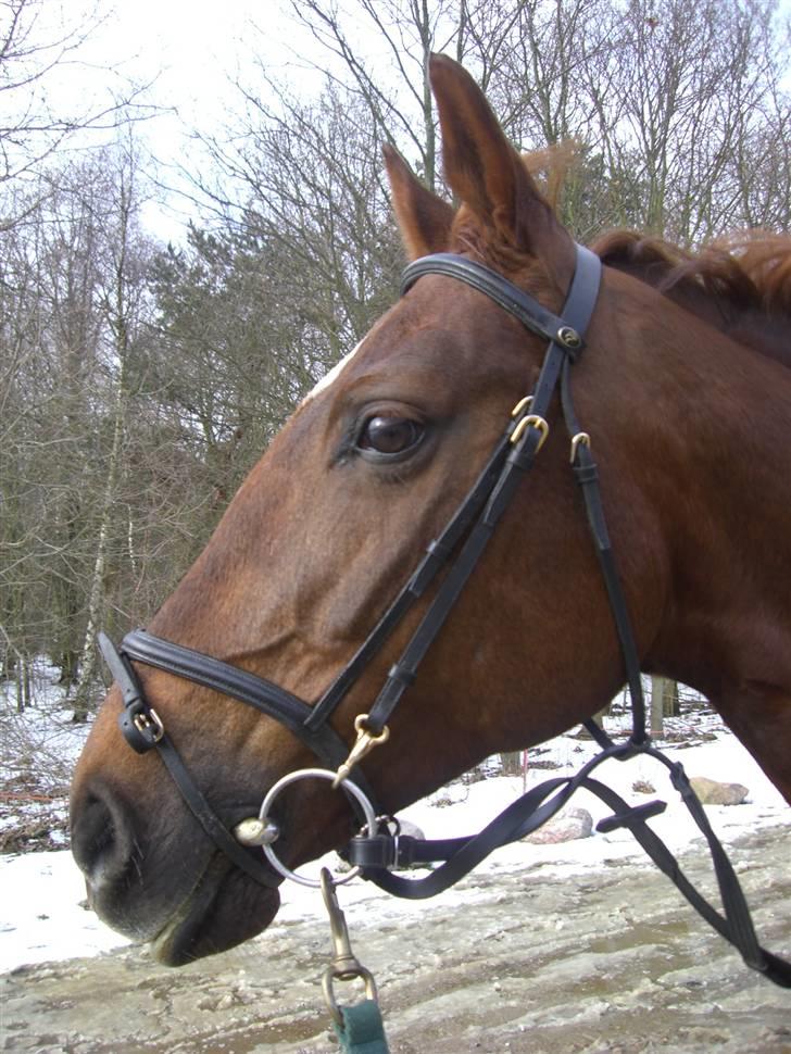 Frederiksborg Sabrina Tyskegård (Shori) billede 16