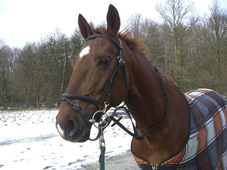 Frederiksborg Sabrina Tyskegård (Shori) billede 18