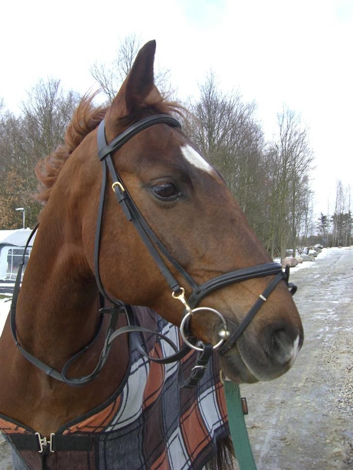 Frederiksborg Sabrina Tyskegård (Shori) billede 20