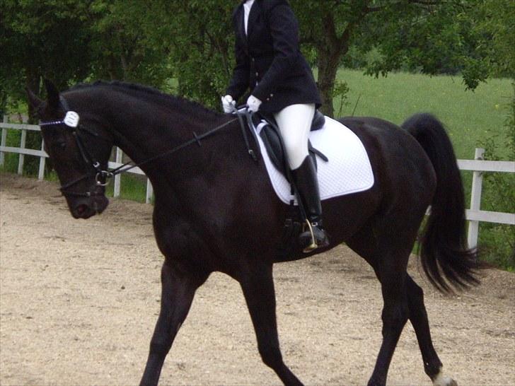 Dansk Varmblod ERA Don Pedro - Opvarmning første stævne billede 12