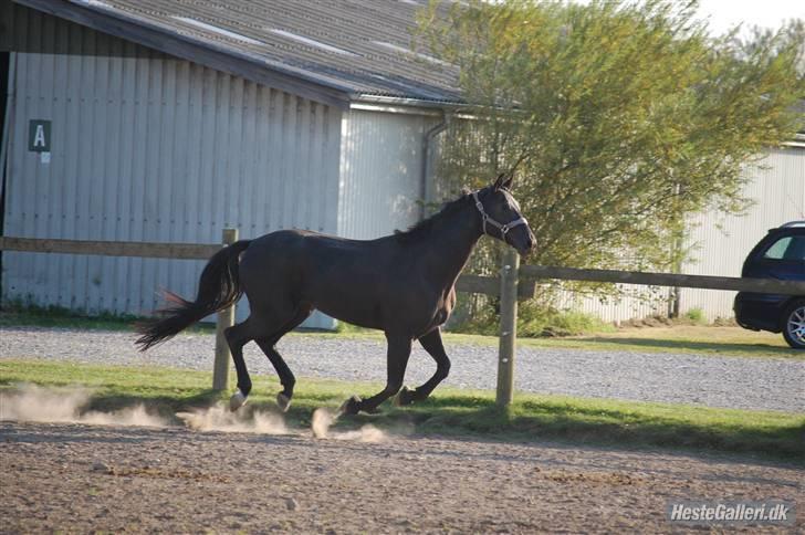 Dansk Varmblod ERA Don Pedro - Fold er bare dejligt billede 13