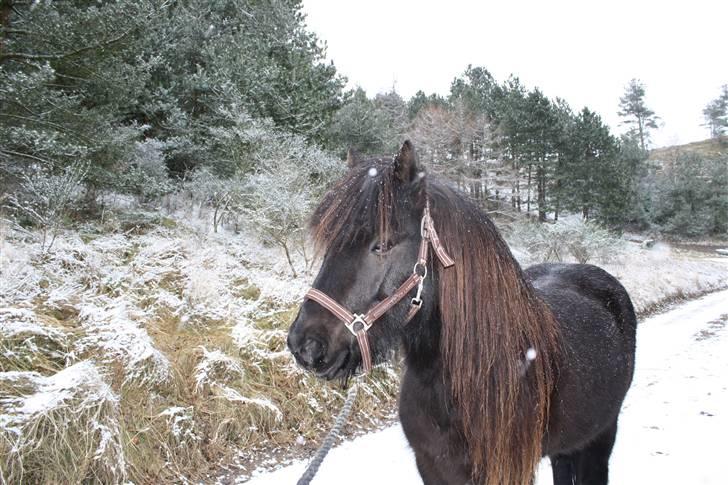 Islænder Omi fra hallisgård - Februar 09 billede 16