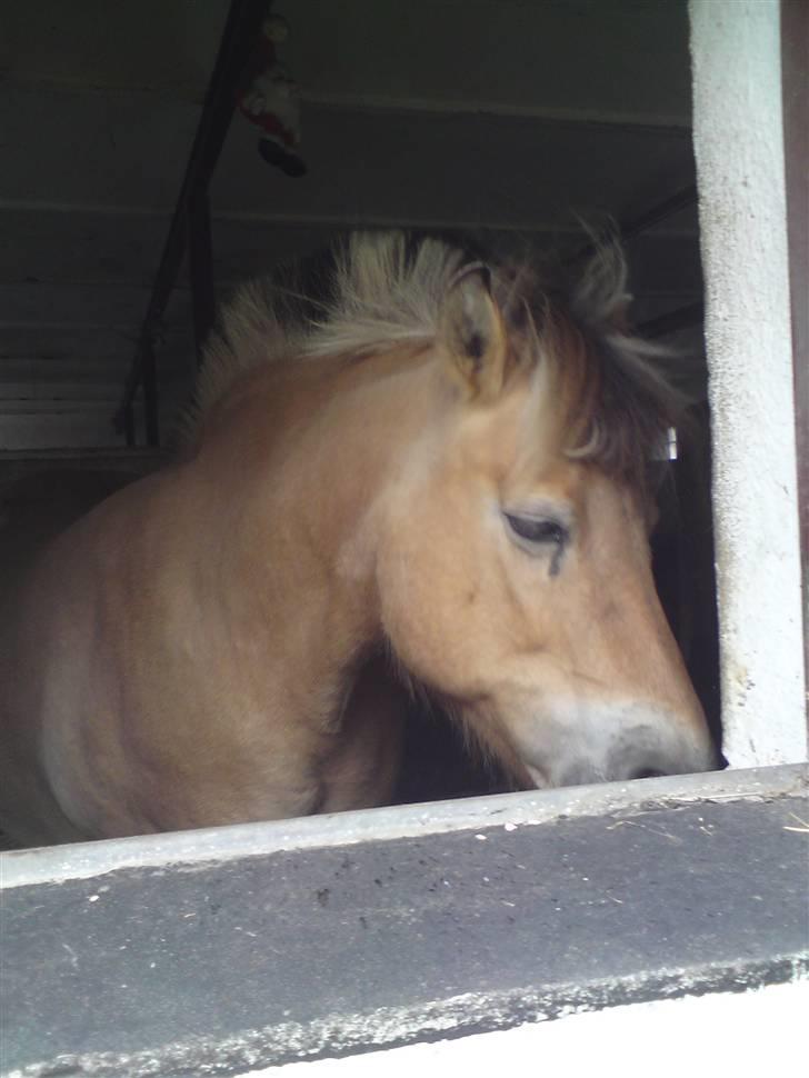 Fjordhest mille - min smukke mllle billede 7