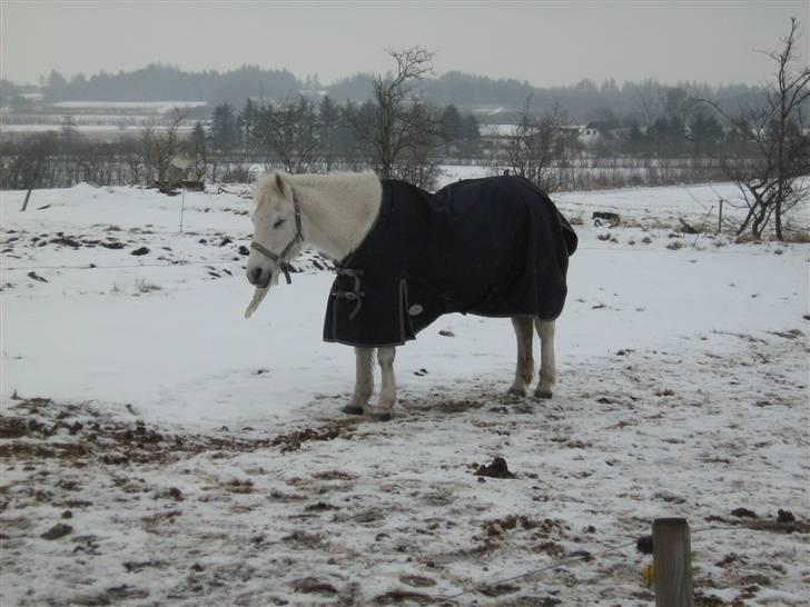 Anden særlig race Fraja<3 R.I.P:'( - 8: min allersødeste<3 17 år billede 8