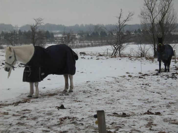 Anden særlig race Fraja<3 R.I.P:'( - 9: min lille muz<3 17 år billede 9