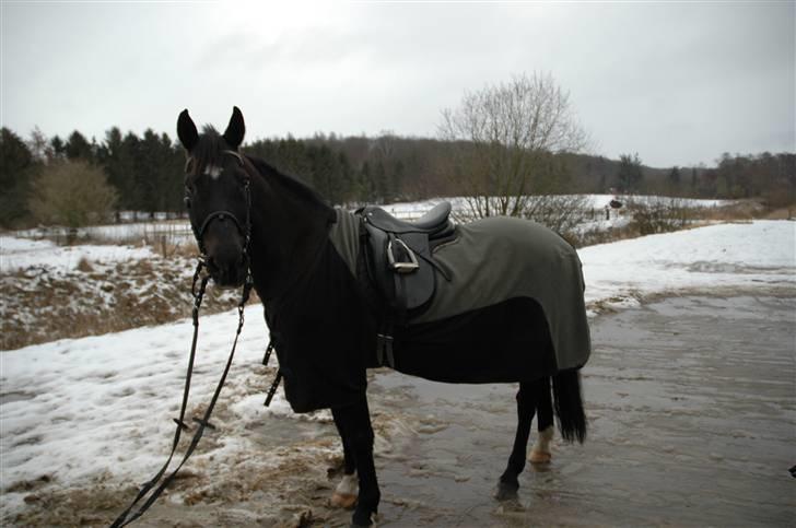 Anden særlig race Kansas Stidsbjerg R.I.P - kansas 22 år :) billede 19