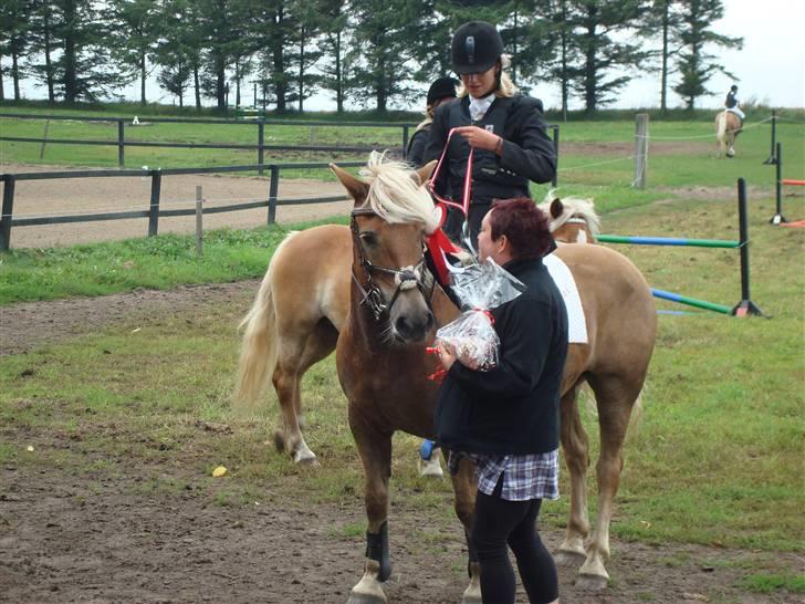 Haflinger Hanibal <´3 ment to be<´3 - 1. plads i Lb..=) billede 9