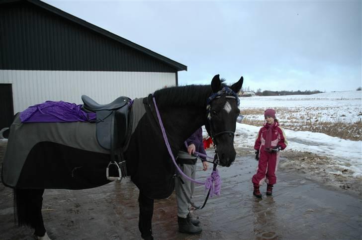 Anden særlig race Kansas Stidsbjerg R.I.P - fastalavn 2009 hehe billede 20