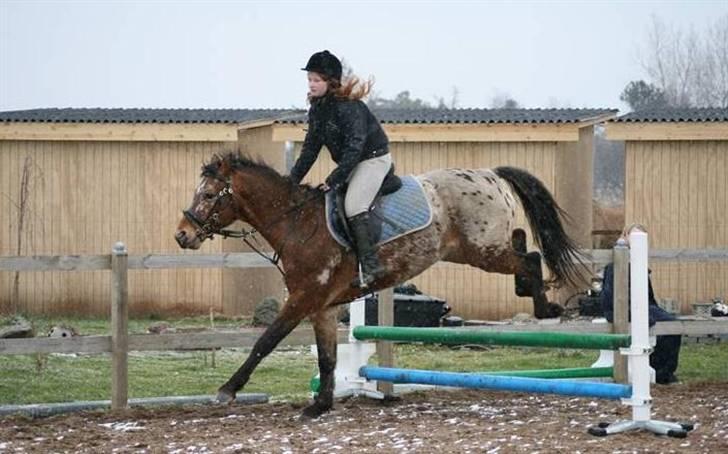 Knabstrupper Aastrupgaards Thor Gl. - Første gang jeg rider Thor 15 Feb. Foto: Anni P billede 2
