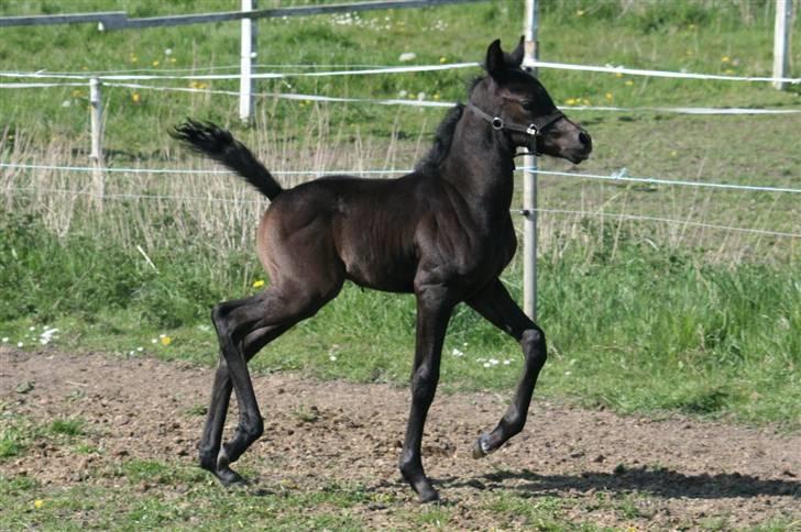 Sportsaraber (A) Amir - Amir på fold den 5 maj 2008    Foto: Mig billede 4