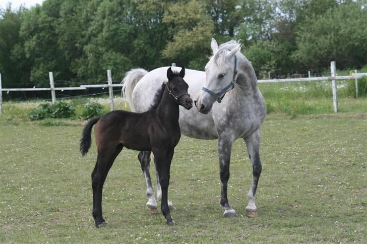 Sportsaraber (A) Amir - En ny hoppe kommer på folden den 17 maj 2008, så mor er meget opmærksom på bøllen! billede 5