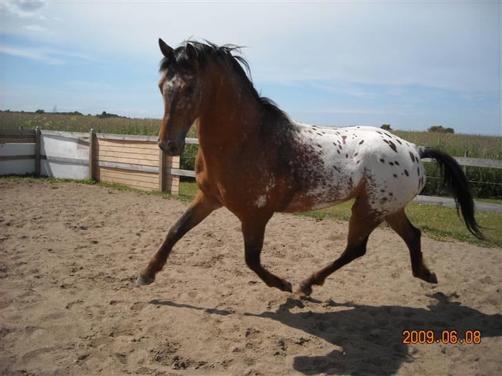 Knabstrupper Aastrupgaards Thor Gl. billede 4