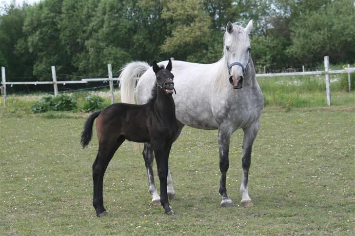 Sportsaraber (A) Amir - En ny hoppe kommer på folden den 17 maj 2008, så mor er meget opmærksom på bøllen og skælder lige ud! billede 7