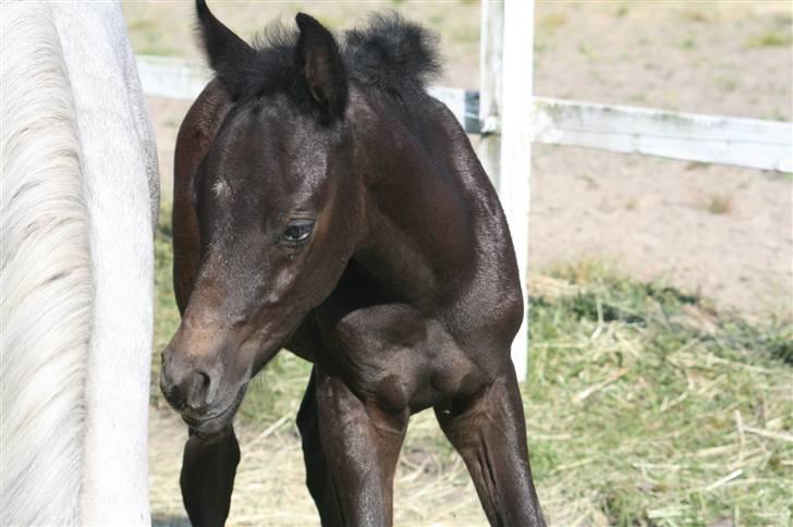 Sportsaraber (A) Amir - Amir på fold den 13 maj 2008 - vi hyggende rigtig sammen den dag!     Foto: Mig billede 8