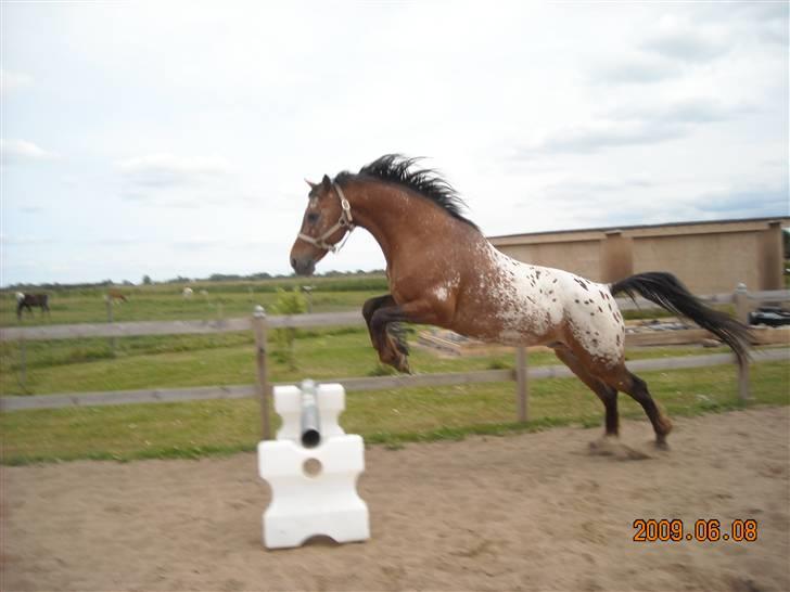 Knabstrupper Aastrupgaards Thor Gl. billede 5