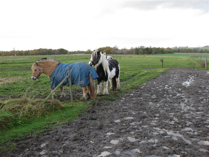 Fjordhest mille - Mille jeg elsker dig billede 8