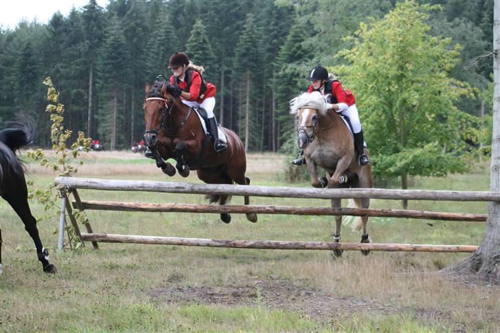 Anden særlig race Mr. Karco - omg 2 gange lækre ponyer :D her styrer vi "ponyfeltet" i Knuthenborg 2009 xb billede 16