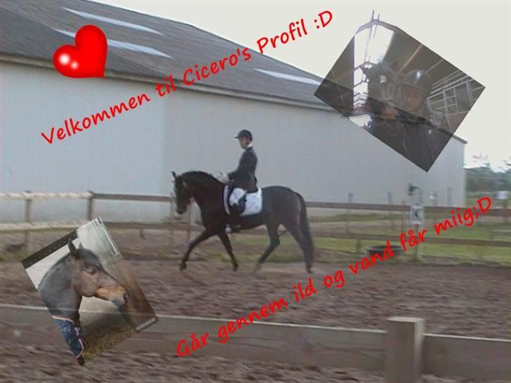 New Forest Cicero - Elsker diig powny(: <3 billede 1