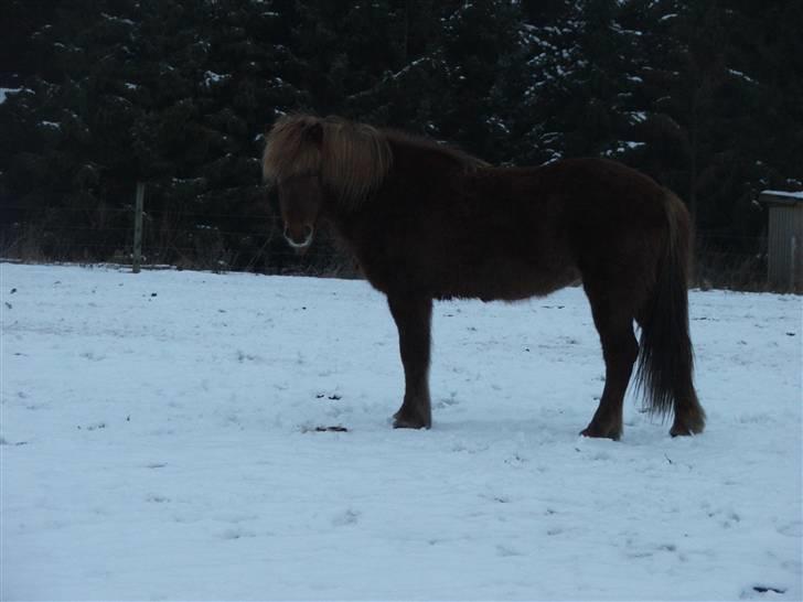 Islænder Frökk frá Enni - 21/2-09 :) billede 5