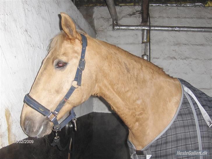 Palomino Kingo  billede 7