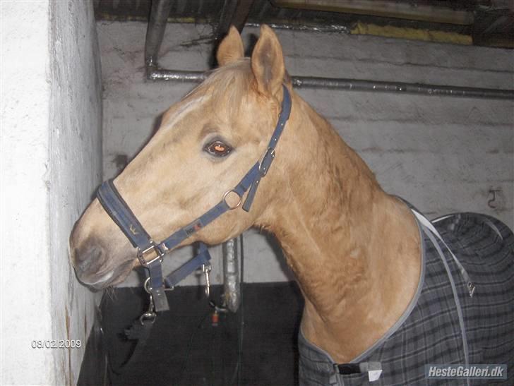 Palomino Kingo  billede 8