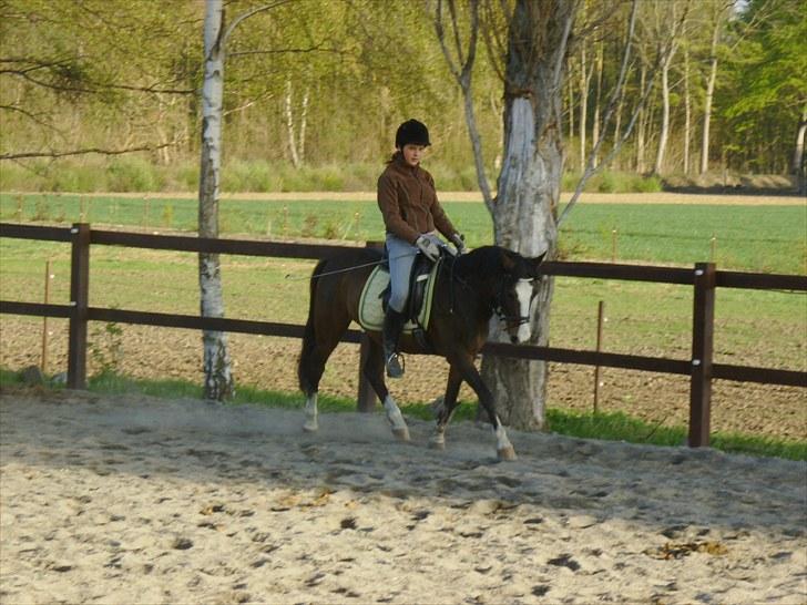 DSP Verona (Donse) billede 16