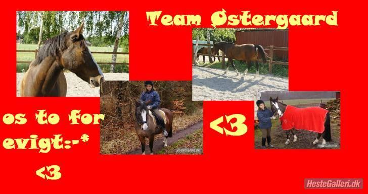 DSP Verona (Donse) billede 17