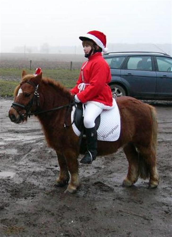 Shetlænder bølle - i er sandlig nogle små nisser XD billede 13