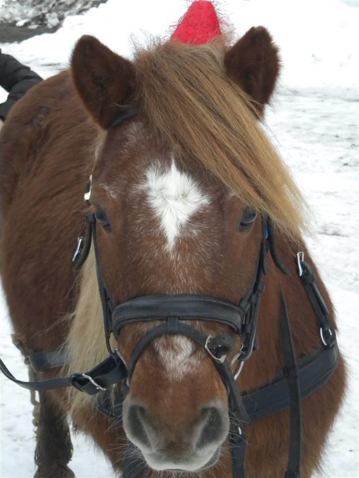 Shetlænder bølle - bølle som er glad hvor at køre med kælk billede 14