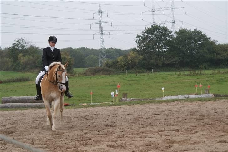 Haflinger Jupiter's bonanza (Tidl. hest) billede 2