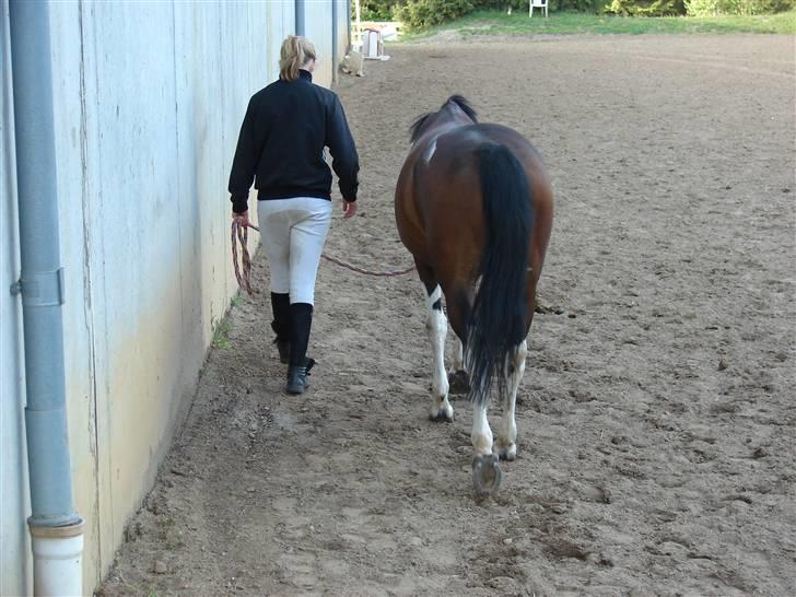 Anden særlig race Frenja, solgt. - På vej ind fra folden, efter vores første Morsø-tur i 2009 :-) Et stævne jeg husker positivt! Jeg elsker dig min skat! billede 20