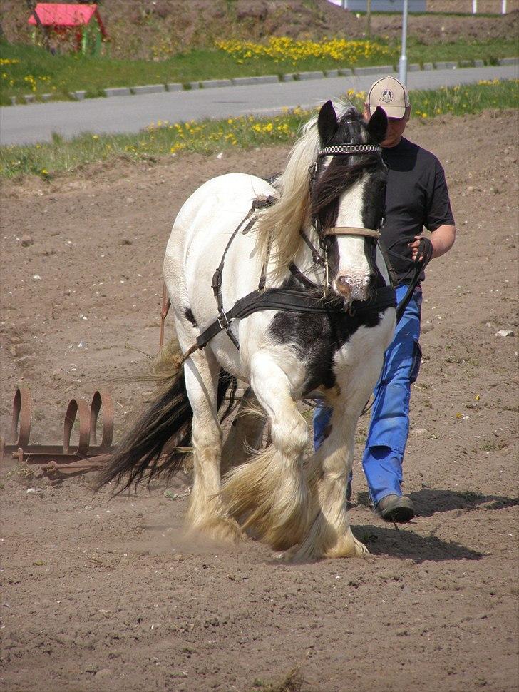 Irish Cob Beer's Paddy billede 13