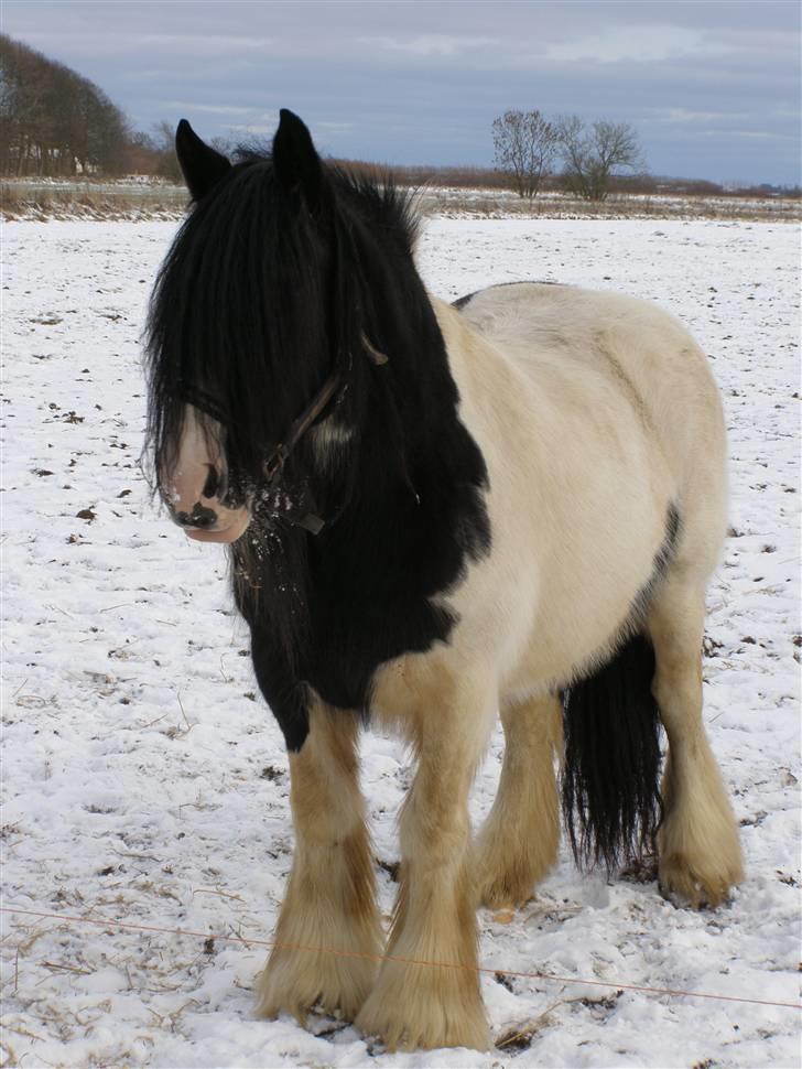 Irish Cob IC of Coffee/SOLGT billede 8