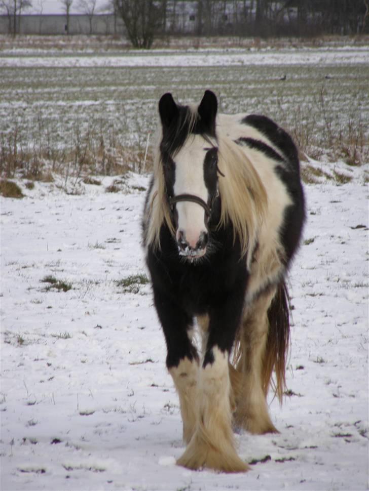 Tinker Wiingreens Adele  *solgt* billede 10