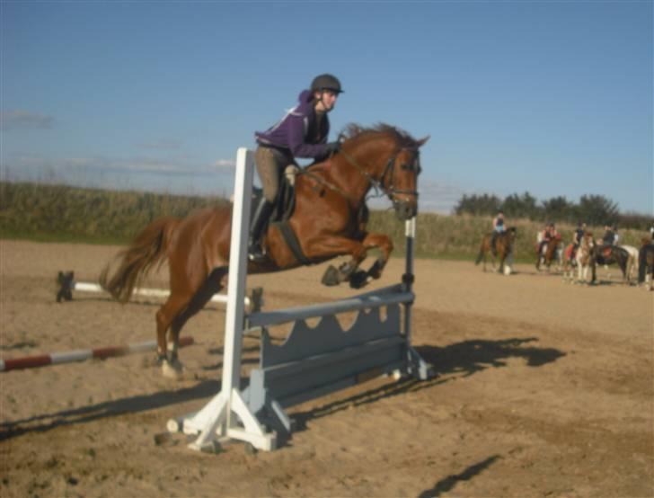 Anden særlig race Chili - If there is no body, there is no crime - Simon <3 billede 3