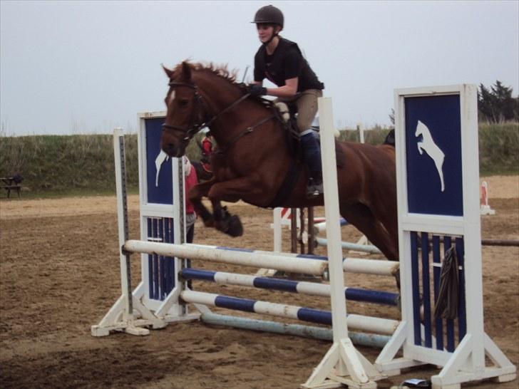 Anden særlig race Chili - we have outfox the fox, which makes us very bloody foxes! - Nathan Young <3 billede 6