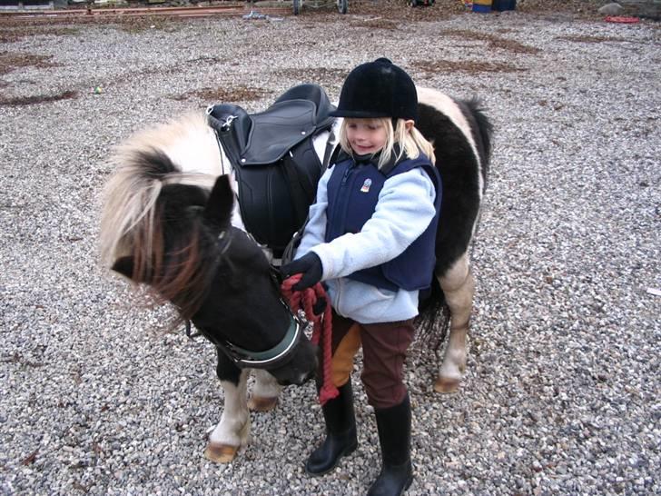 Shetlænder Minnie - Thea og Minnie billede 2