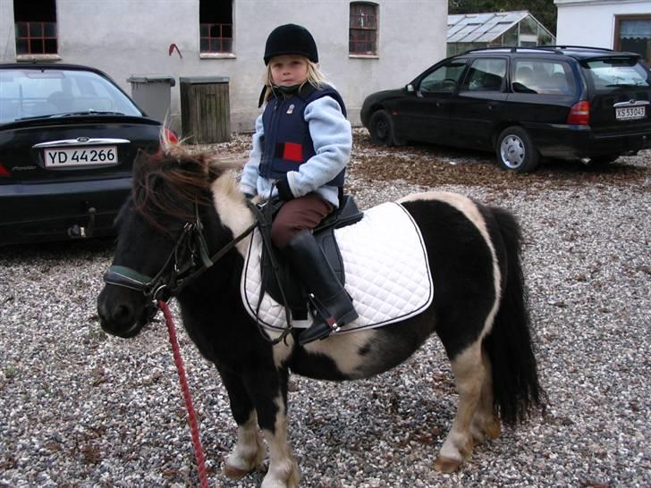 Shetlænder Minnie billede 3