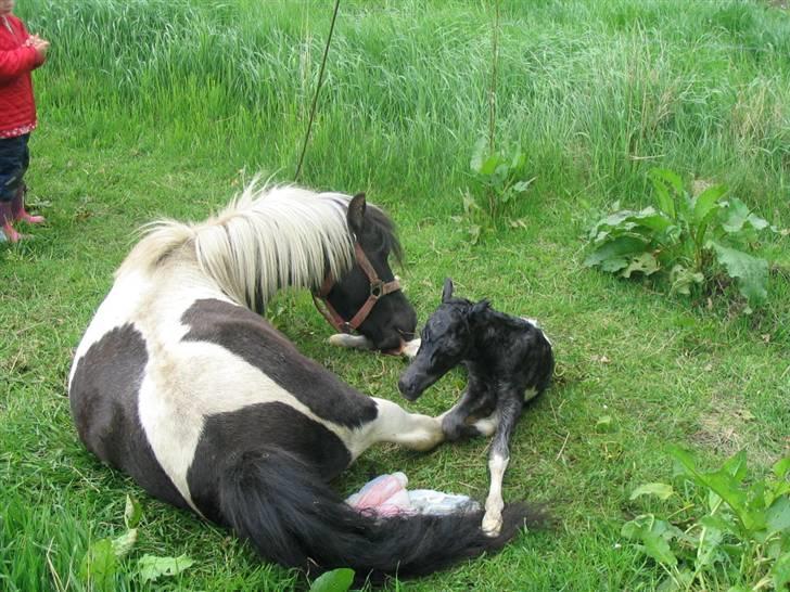 Shetlænder Minnie - Minnie har lige født Pippie. Vi var så heldige at overvære fødslen. billede 6