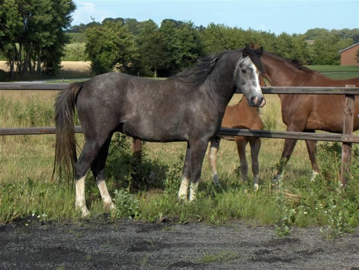 DSP Langdamsgaards Don billede 1