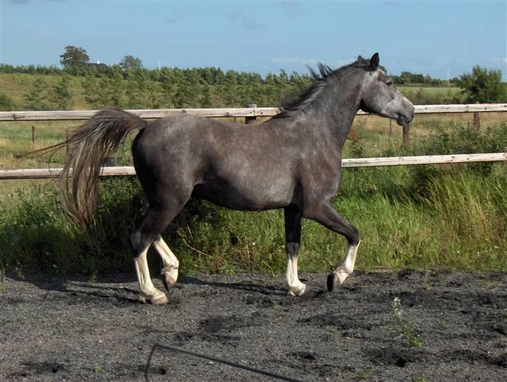 DSP Langdamsgaards Don billede 4