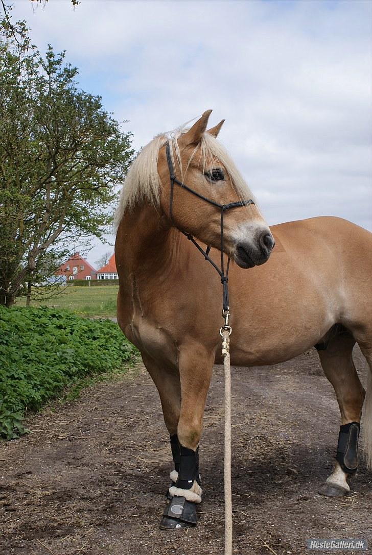 Haflinger santana RH ( Haffe! ) -  Folk siger du er smuk, folk siger du er chamerende, folk siger du er flot, men jeg ser mere end din charme.. jeg ser det indre, jeg ser det der gør dig til min bedste ven <3 billede 9