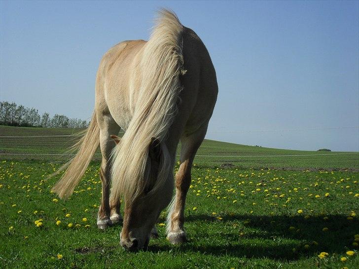 Islænder /Fjordhest, Pippi (Nÿpa) billede 4
