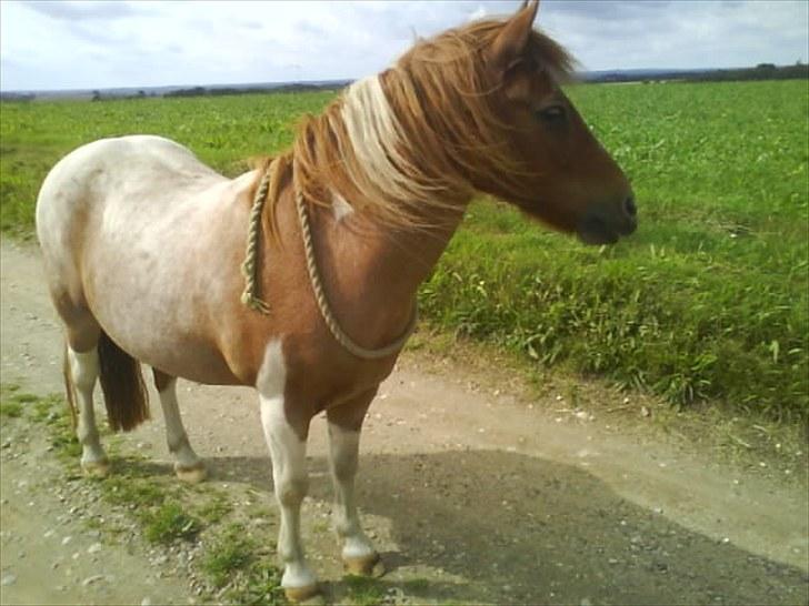 Shetlænder /Islænder Rasmus Klump. billede 8