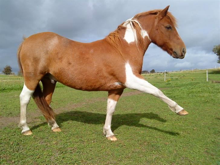 Shetlænder /Islænder Rasmus Klump. billede 9