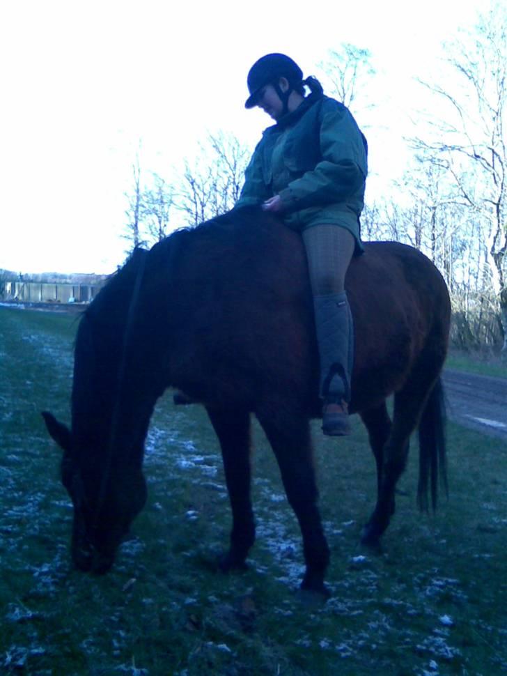 Dansk Varmblod Gry - min part! billede 11